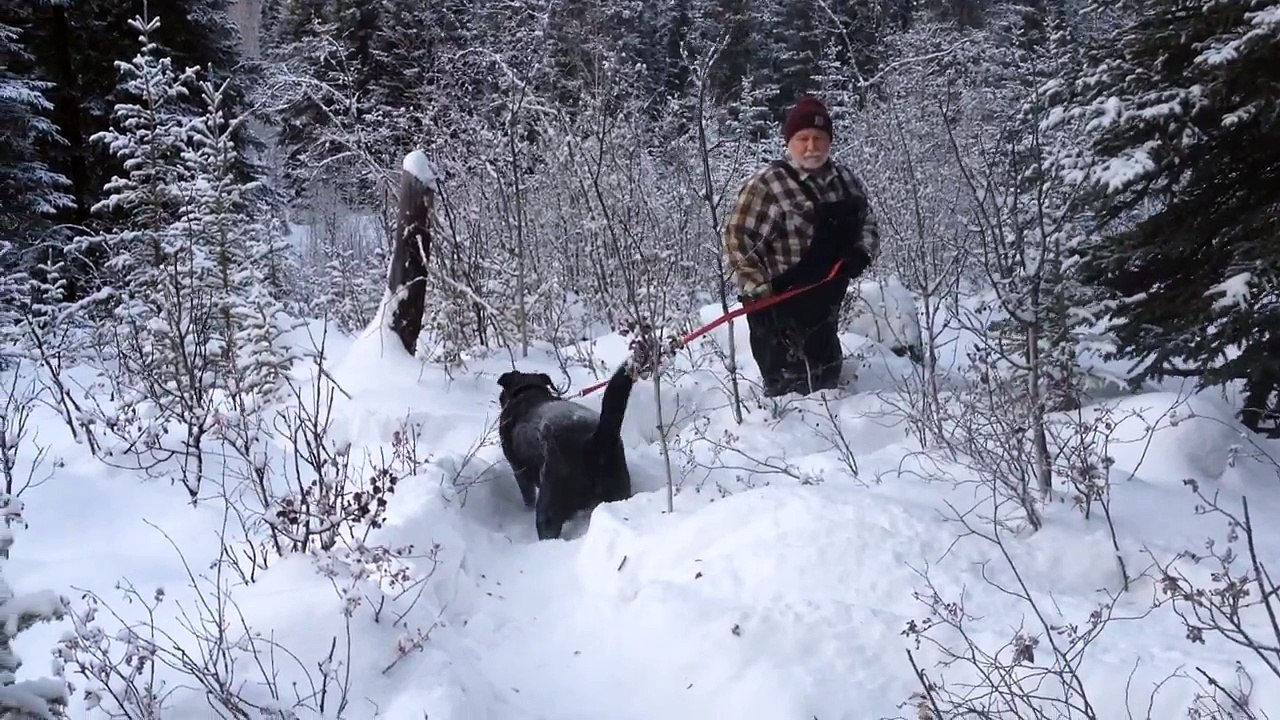 Newfoundland dog in deep snow