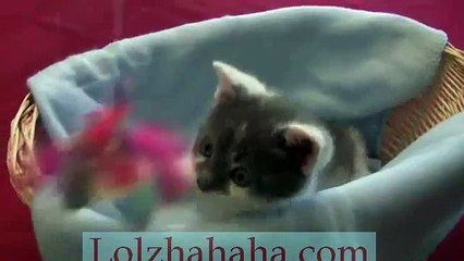 Kitten to Cat - Leo's First Birthday