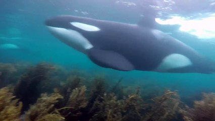 Tải video: En pleine plongée il tombe sur des Orques énormes ! Little Barrier, Nouvelle Zélande