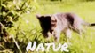 Kätzchen im Frühling in der Natur - #FelixBcats