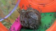 Praying Mantis Babies Hatching