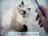 Kitten wants to play with the comb