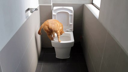 Cat uses the toilet and then cleans the seat