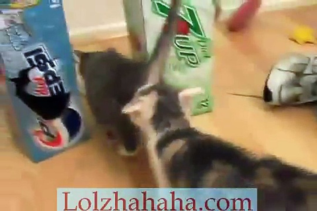 Kittens overload!