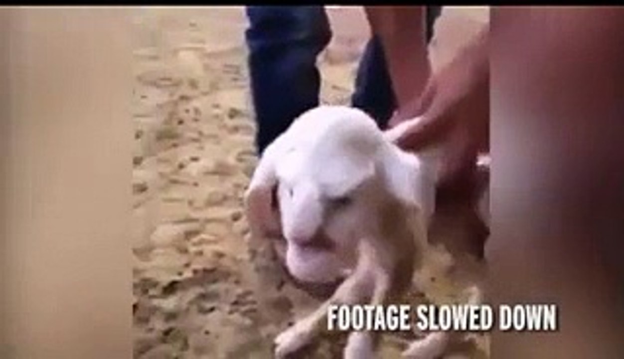 Lamb with a human face born in the Republic of Dagestan