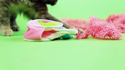 Safe Haven Tuxedo Cat Ball 2014