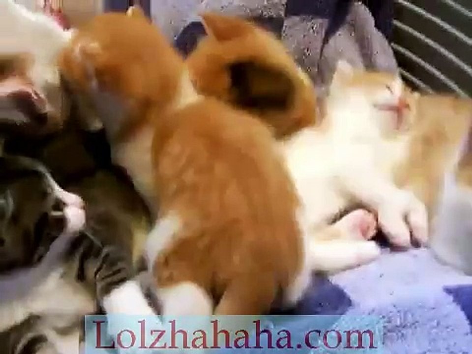 kitties, wake up~