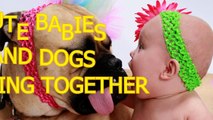 Cute babies and dogs playing together Funny baby & dog compilation H264 1280x720