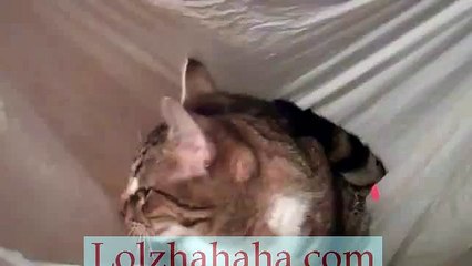 Kitty Cats Being Cute. Kitten Cat Funny.