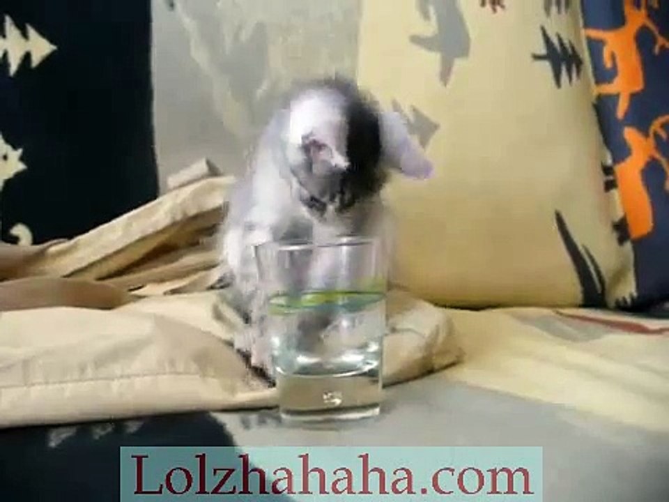 Kitty Loves Baileys Glass!