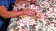 Sleeping Scottish Fold kitten gets belly rubbed
