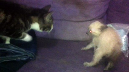 First time a baby cat sees a cat