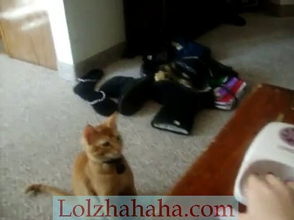 Kung Fu Kitty