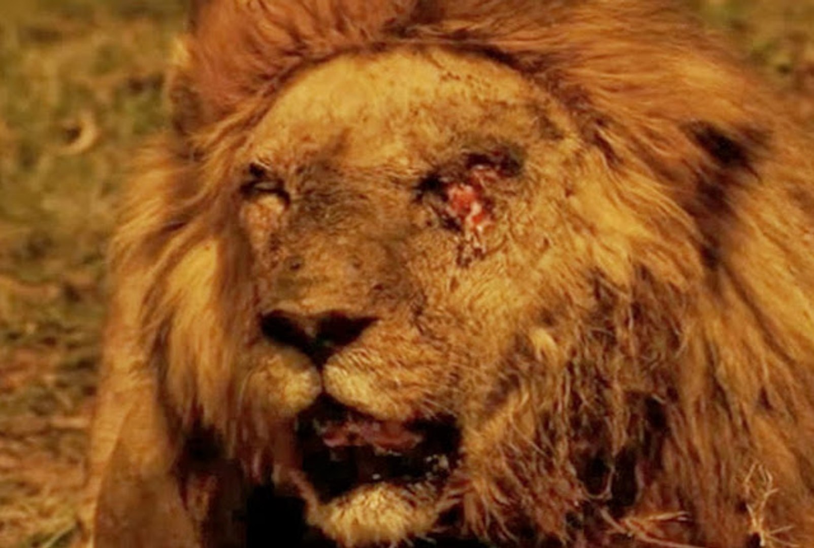 Son Aslanlar : 1. Bölüm. Tr Altyazı Orjinal