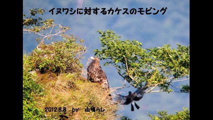 イヌワシに対するカケスのモビング