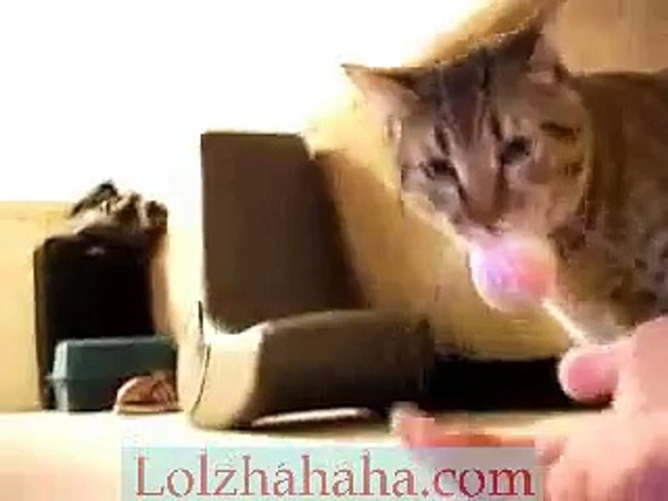 Mean Kitty - Identity Crisis