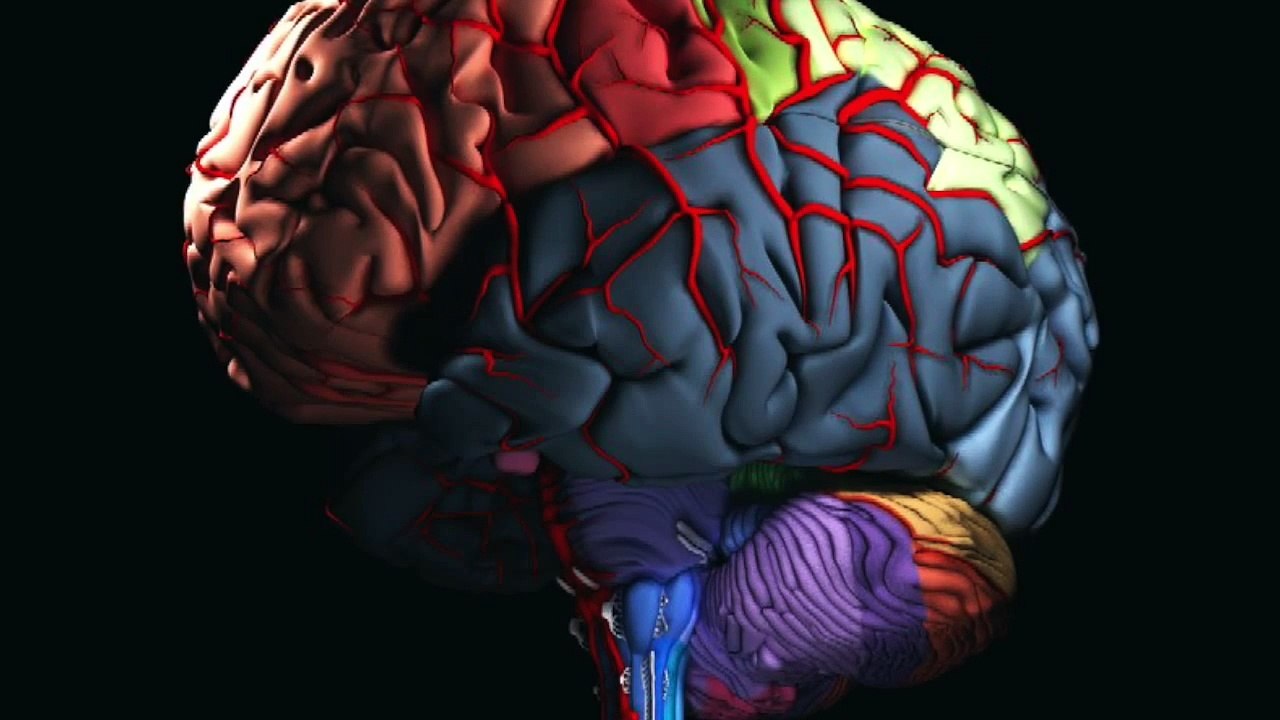 EL APRENDIZAJE MÁS ALLÁ DE LAS REDES NEURONALES: DEL CEREBRO A LAS PROTEINAS