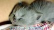 munchkin baby kittens lullaby - 5 scottish fold cute kittens sleeping