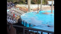 Shamu Adventure Splash Session - Tilikum