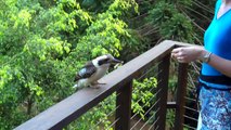 Feeding kookaburras in Montville Queensland.MP4