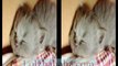 munchkin baby kittens lullaby - 5 scottish fold cute kittens sleeping(3D)