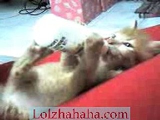 my cat milking the bottle....HIMSELF!!