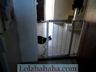 My cat telling me she is ready to give birth! leading me to her nest!