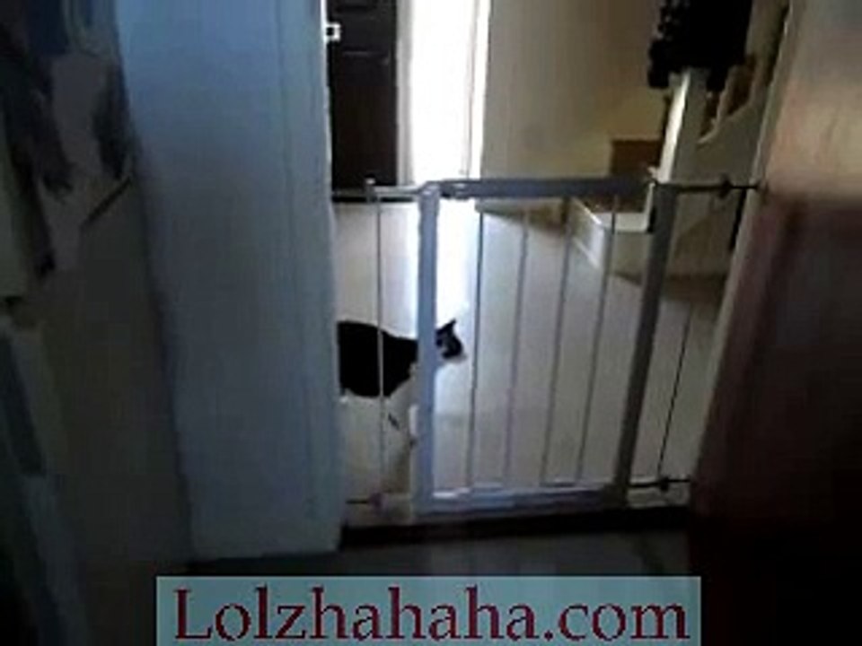 My cat telling me she is ready to give birth! leading me to her nest!
