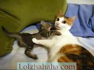 naughty kitten fights mom
