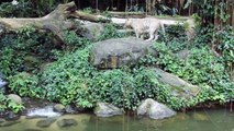 White Tigers feeding time at Singapore Zoo