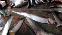 南方澳第一魚市場 出現地震魚(20110314)