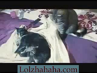 New Born Kittens Part 4 - Dad comes to see the litter