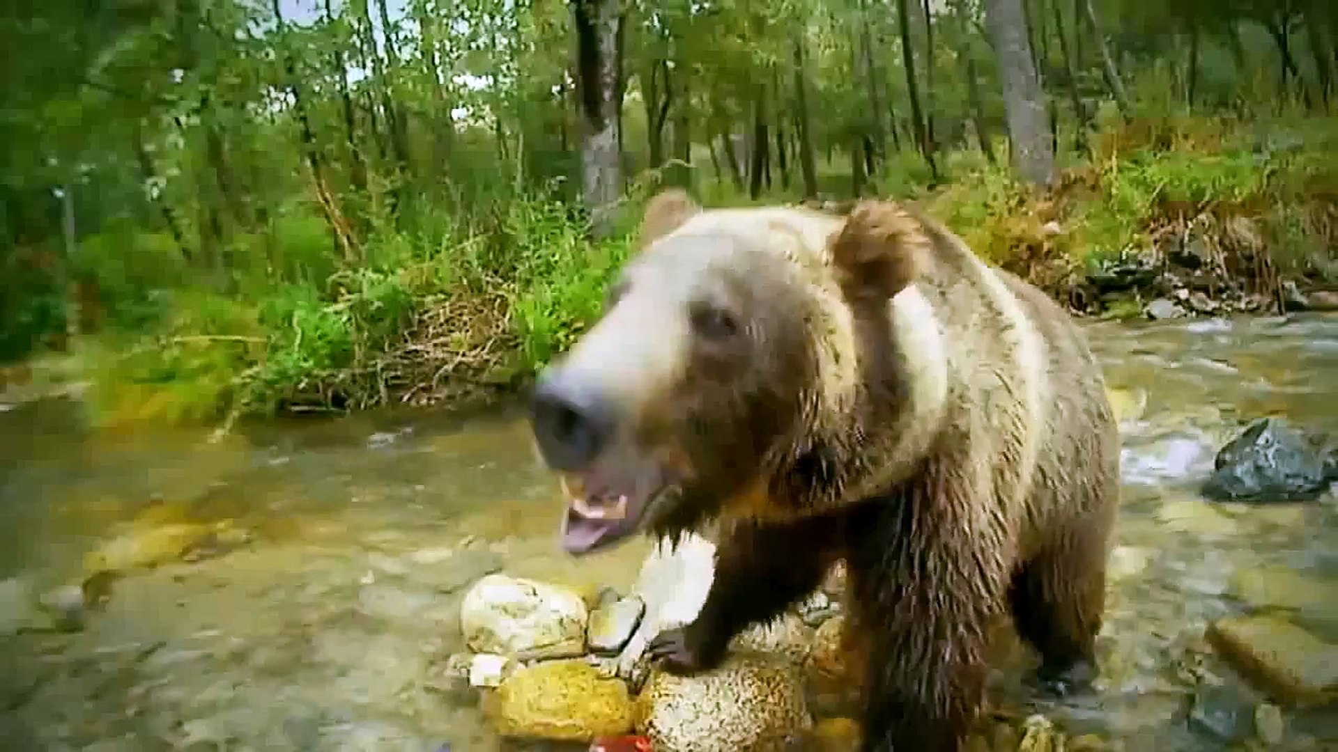 ⁣Wild Extreme Animal Attacks - [National Geographic Documentary] [NEW]