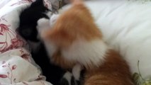 Cute Kittens playing (Gattini che giocano) Jack Animals