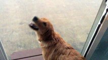 Golden Retriever Puppy (Jack) Playing in the Rain for the First Time