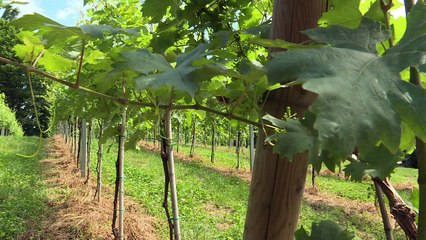 Slovénie: un paradis viticole secret en pleine renaissance