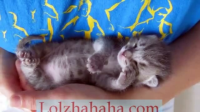 Our 3 weeks old kitten sleeping and purring at the same time.