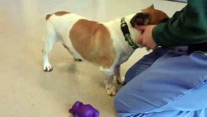 Danny a 10 year old Terrier:Corgi mix available for adoption at the Wisconsin Humane Society