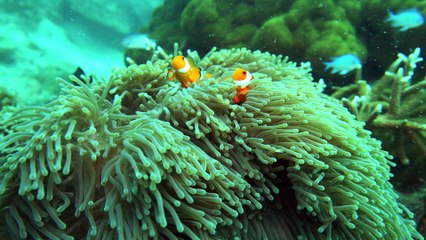 Simply Scuba Tioman Trip 070815