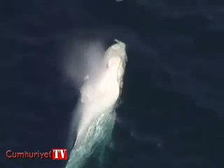 Avustralya kıyılarında görülen masalsı beyaz balina