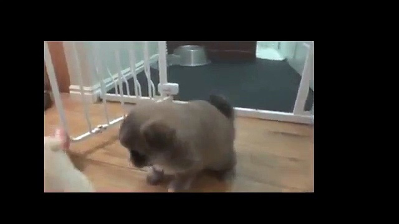 [Pomsky] Pomsky Puppies 4 Weeks Old - Pomsky Dog