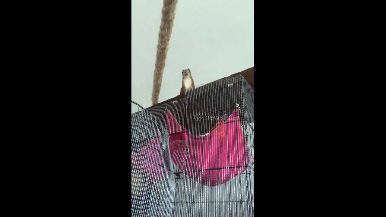 Weird Singing squirrel