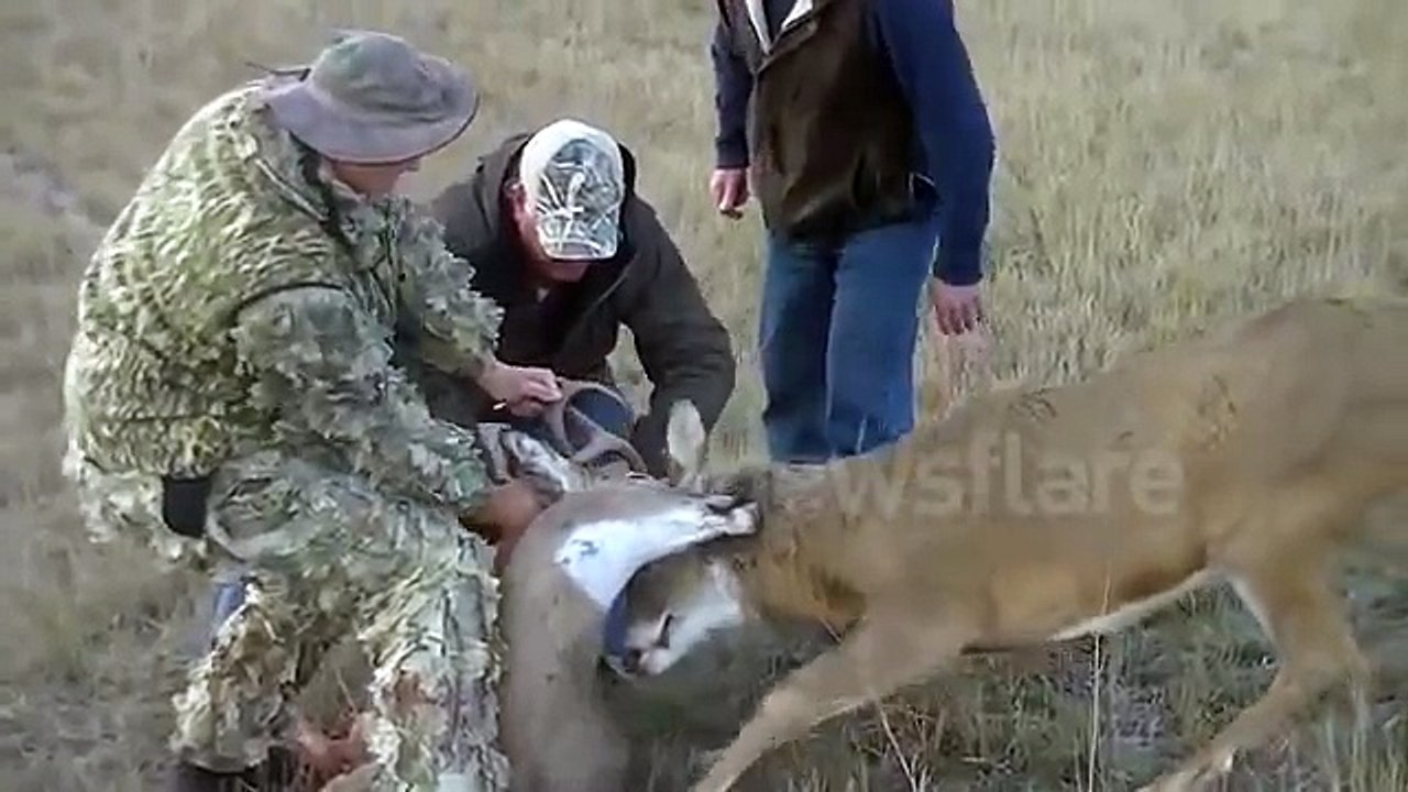 Coyotes attack whitetail deer locked in antlers of another deer.