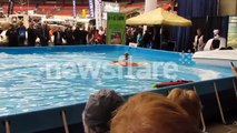 Duma The wakeboarding, boat driving dog. Part II