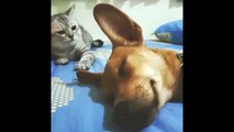 funny cat and dog 2015/clip cat poked dog/Comedy animals