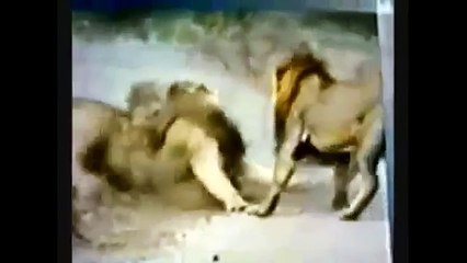 Lions Real Fight who is real king ?