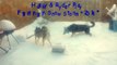 Siberian Husky and German Shepherd Playing In Snow Storm 2014!