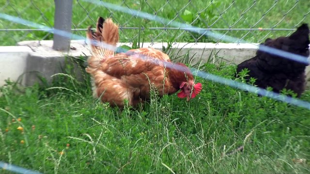 Poznajmy Zwierzęta Hodowlane: Kury Szerszenie i Świnka Morska- Baw się z nami