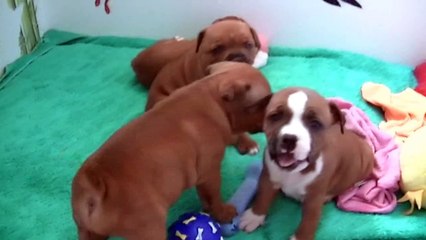 45ème vidéo chiot n°5 de la 21ème portée de Staffordland