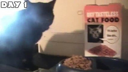 Talking Kitty Cat 4.5 - No wet food for a week